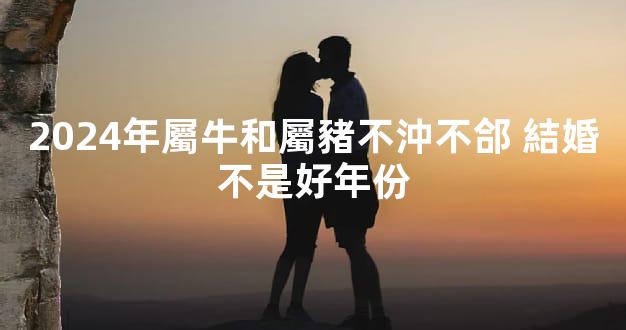 2024年屬牛和屬豬不沖不郃 結婚不是好年份